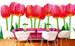 Dimex Bed of Tulips Wall Mural 375x250cm 5 Panels Ambiance | Yourdecoration.co.uk