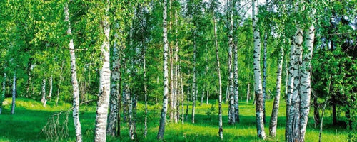 Dimex Birch Grow Wall Mural 375x150cm 5 Panels | Yourdecoration.co.uk