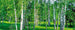 Dimex Birch Grow Wall Mural 375x150cm 5 Panels | Yourdecoration.co.uk