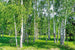 Dimex Birch Grow Wall Mural 375x250cm 5 Panels | Yourdecoration.co.uk