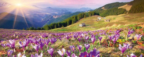 Dimex Crocuses at Spring Wall Mural 375x150cm 5 Panels | Yourdecoration.co.uk