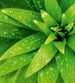 Dimex Fresh Foliage Wall Mural 225x250cm 3 Panels | Yourdecoration.co.uk