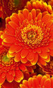 Dimex Gerbera Wall Mural 150x250cm 2 Panels | Yourdecoration.co.uk