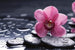 Dimex Orchid Wall Mural 375x250cm 5 Panels | Yourdecoration.co.uk