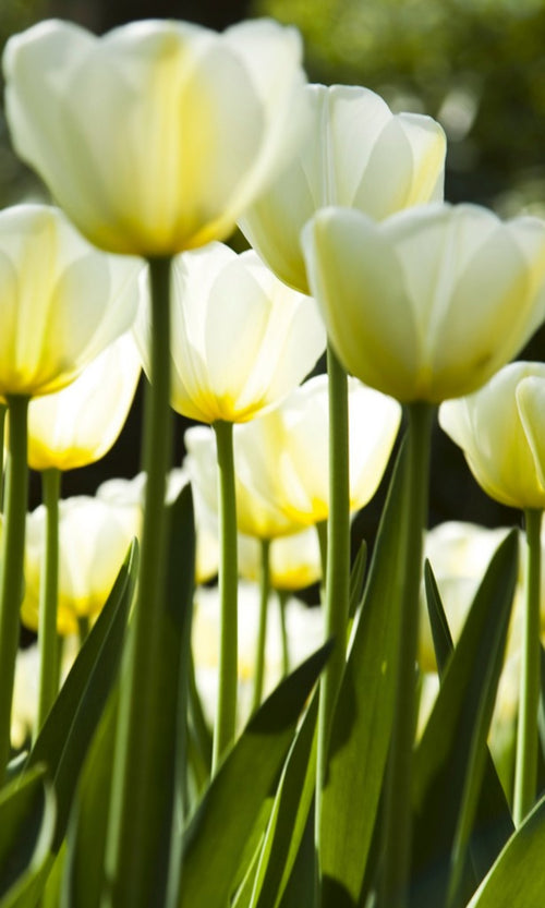 Dimex White Tulips Wall Mural 150x250cm 2 Panels | Yourdecoration.co.uk