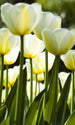 Dimex White Tulips Wall Mural 150x250cm 2 Panels | Yourdecoration.co.uk