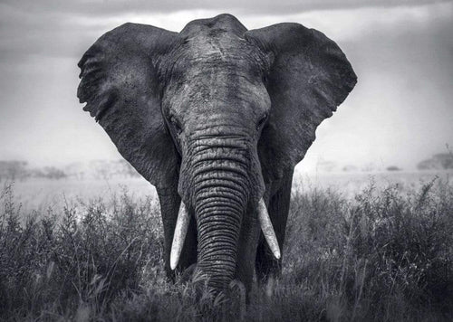 Braun Studio Eléphant Art Print 70x50cm | Yourdecoration.co.uk