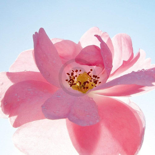 Ingrid Ulmer Schwingung Art Print 50x50cm | Yourdecoration.co.uk