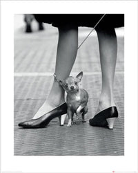 Art Print Time Life Chihuahua 40x50cm Pyramid PPR43242 | Yourdecoration.co.uk