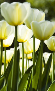 Dimex White Tulips Wall Mural 150x250cm 2 Panels | Yourdecoration.co.uk