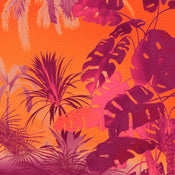 Wall Mural Funky Jungle 250x250cm Komar FLX5 049 | Yourdecoration.co.uk