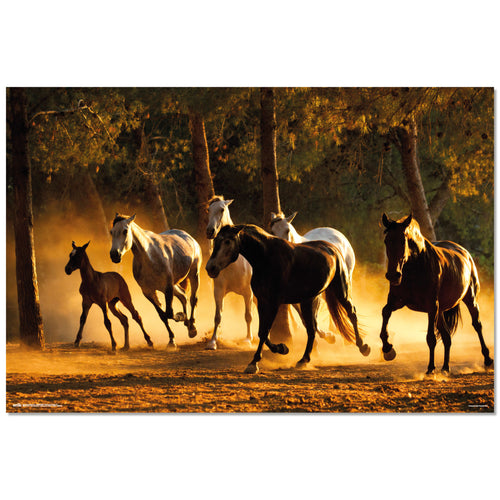 Grupo Erik GPE5532 Andalusian Horses Poster 91,5X61cm | Yourdecoration.co.uk