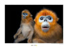 Komar Golden Snub nosed Monkey Art Print 40x30cm | Yourdecoration.co.uk