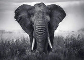 Braun Studio Eléphant Art Print 70x50cm | Yourdecoration.co.uk