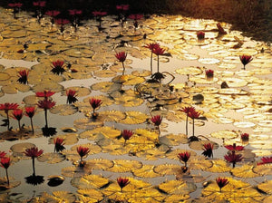 Bruno Baumann Lotus Pond Art Print 80x60cm | Yourdecoration.co.uk