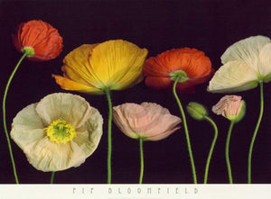 Pip Bloomfield Poppy Garden I Art Print 91x66cm | Yourdecoration.co.uk