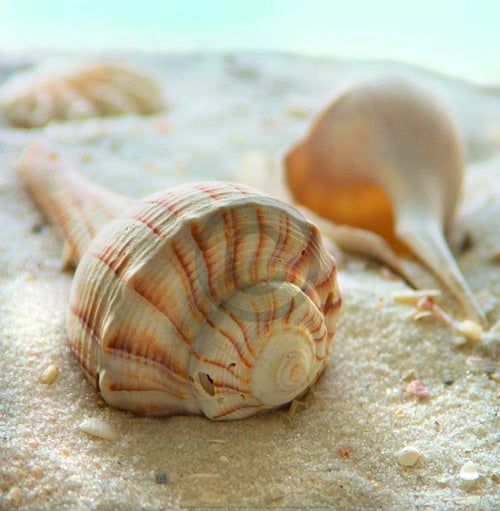 Donna Geissler Beach Shell III Art Print 30x30cm | Yourdecoration.co.uk