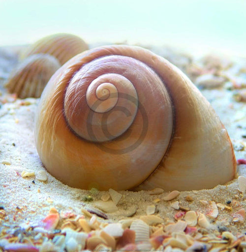 Donna Geissler Beach Shell IV Art Print 30x30cm | Yourdecoration.co.uk