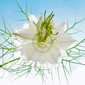 Ingrid Ulmer Seiltänzer Weiss Art Print 50x50cm | Yourdecoration.co.uk