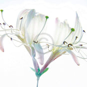 Ingrid Ulmer Zarte Bande Art Print 50x50cm | Yourdecoration.co.uk