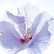 Ingrid Ulmer Ballerina Art Print 50x50cm | Yourdecoration.co.uk