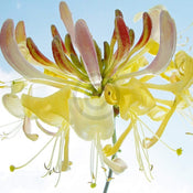 Ingrid Ulmer Ballet Art Print 50x50cm | Yourdecoration.co.uk