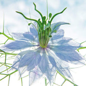 Ingrid Ulmer Seiltänzer blau Art Print 50x50cm | Yourdecoration.co.uk