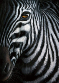 Jutta Plath Zebra I Art Print 60x80cm | Yourdecoration.co.uk