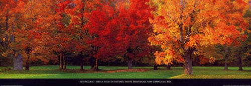 Tom Mackie Maple Trees in Autumn Art Print 95x33cm | Yourdecoration.co.uk