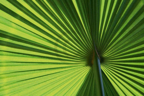 Ortwin Klipp Leaf 1 Art Print 70x50cm | Yourdecoration.co.uk