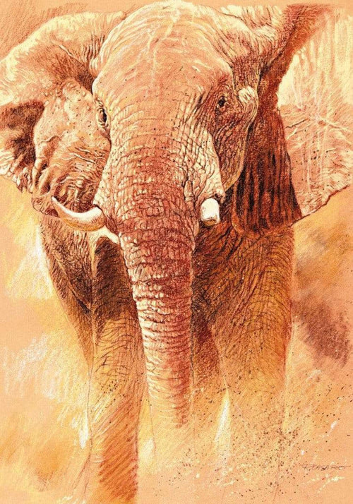 Renato Casaro Elefant Study Art Print 70x100cm | Yourdecoration.co.uk