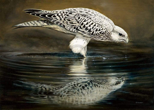 Renato Casaro Drinking Falcon Art Print 70x50cm | Yourdecoration.co.uk