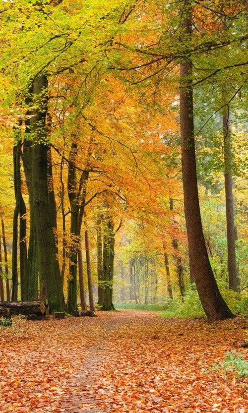 Dimex Autumn Forest Wall Mural 150x250cm 2 Panels | Yourdecoration.co.uk