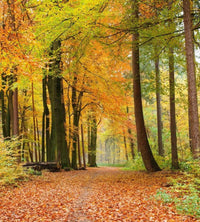 Dimex Autumn Forest Wall Mural 225x250cm 3 Panels | Yourdecoration.co.uk