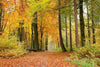 Dimex Autumn Forest Wall Mural 375x250cm 5 Panels | Yourdecoration.co.uk