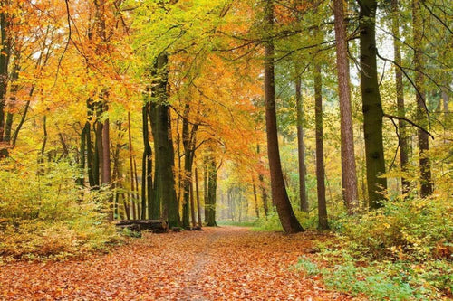 Dimex Autumn Forest Wall Mural 375x250cm 5 Panels | Yourdecoration.co.uk