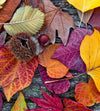 Dimex Autumn Leaves Wall Mural 225x250cm 3 Panels | Yourdecoration.co.uk