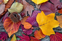 Dimex Autumn Leaves Wall Mural 375x250cm 5 Panels | Yourdecoration.co.uk