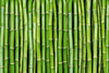 Dimex Bamboo Wall Mural 375x250cm 5 Panels | Yourdecoration.co.uk
