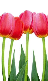 Dimex Bed of Tulips Wall Mural 150x250cm 2 Panels | Yourdecoration.co.uk