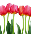 Dimex Bed of Tulips Wall Mural 225x250cm 3 Panels | Yourdecoration.co.uk