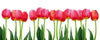Dimex Bed of Tulips Wall Mural 375x150cm 5 Panels | Yourdecoration.co.uk