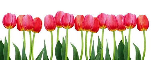 Dimex Bed of Tulips Wall Mural 375x150cm 5 Panels | Yourdecoration.co.uk