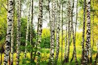 Dimex Birch Forest Wall Mural 375x250cm 5 Panels | Yourdecoration.co.uk