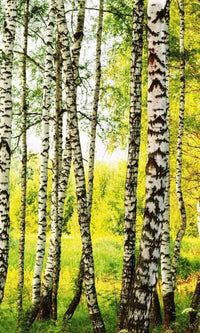 Dimex Birch Path Wall Mural 150x250cm 2 Panels | Yourdecoration.co.uk