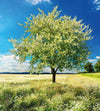 Dimex Blossom Tree Wall Mural 225x250cm 3 Panels | Yourdecoration.co.uk