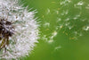 Dimex Blowing Dandelion Wall Mural 375x250cm 5 Panels | Yourdecoration.co.uk