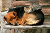 Dimex Cat and Dog Wall Mural 375x250cm 5 Panels | Yourdecoration.co.uk