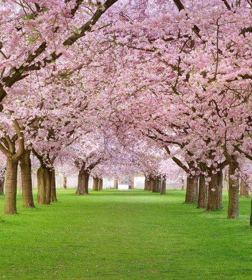 Dimex Cherry Trees Wall Mural 225x250cm 3 Panels | Yourdecoration.co.uk