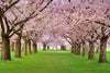 Dimex Cherry Trees Wall Mural 375x250cm 5 Panels | Yourdecoration.co.uk
